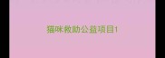 猫咪救助公益项目