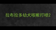 拉布拉多幼犬咳嗽打喷