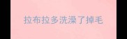 拉布拉多洗澡了掉毛
