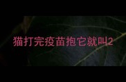 猫打完疫苗抱它就叫