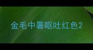 金毛中暑呕吐红色