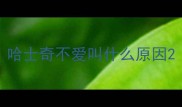 哈士奇不爱叫什么原因