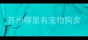 苏州哪里有宠物狗卖