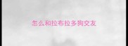 怎么和拉布拉多狗交友