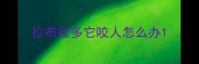 拉布拉多它咬人怎么办