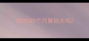 雪纳瑞5个月算幼犬吗