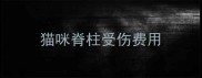 猫咪脊柱受伤费用