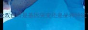 哈士奇异色瞳全蓝金双色眼是基因突变还是品种特征养宠必看养护指南