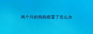两个月的狗狗感冒了怎么办