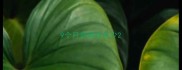 9个月贵宾吃多少