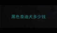 黑色泰迪犬多少钱