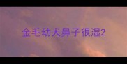 金毛幼犬鼻子很湿
