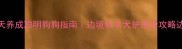 边牧训练不踩坑7天养成聪明狗狗指南边境牧羊犬护理全攻略边牧训练边境牧羊犬