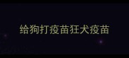 给狗打疫苗狂犬疫苗