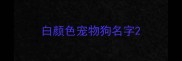白颜色宠物狗名字