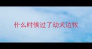 什么时候过了幼犬边牧