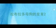 拉布拉多母狗的发育