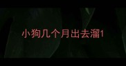 小狗几个月出去溜