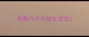 狗狗几个月能生宝宝