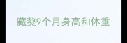 藏獒9个月身高和体重