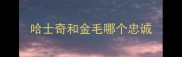 哈士奇和金毛哪个忠诚