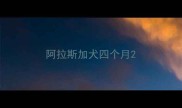 阿拉斯加犬四个月
