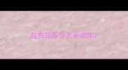 拉布拉多多久长成年