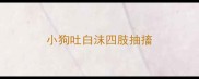 小狗吐白沫四肢抽搐