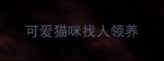 可爱猫咪找人领养
