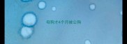 母狗才4个月被公狗