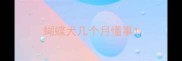 蝴蝶犬几个月懂事