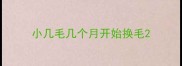 小几毛几个月开始换毛
