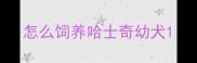 怎么饲养哈士奇幼犬