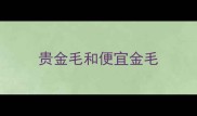 贵金毛和便宜金毛