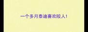 一个多月泰迪喜欢咬人
