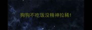 狗狗不吃饭没精神拉稀