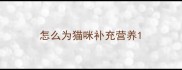 怎么为猫咪补充营养