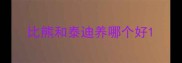 比熊和泰迪养哪个好