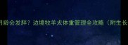 边牧到几月龄会发胖边境牧羊犬体重管理全攻略附生长曲线图