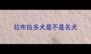 拉布拉多犬是不是名犬