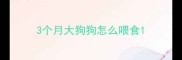 3个月大狗狗怎么喂食