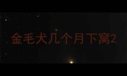 金毛犬几个月下窝