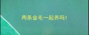 两条金毛一起养吗
