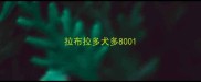 拉布拉多犬多800