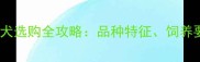 陨石色边境牧羊犬选购全攻略品种特征饲养要点与价格参考