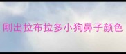 刚出拉布拉多小狗鼻子颜色