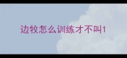 边牧怎么训练才不叫