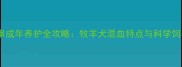 边牧串串成年养护全攻略牧羊犬混血特点与科学饲养指南