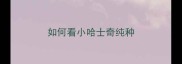 如何看小哈士奇纯种