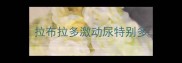 拉布拉多激动尿特别多